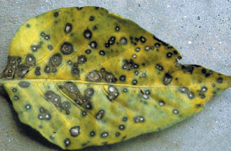 Alternaria image 4